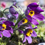 Pulsatilla vulgaris 'Pulsar Violet Shades' GM P9