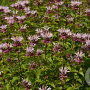 Monarda 'Ou' Charm' GM P9 Chemievrij