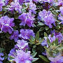 Rhododendron 'Purple Pillow' 30 cm 5,0L paars