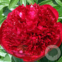Paeonia 'Red Charm' GM P9