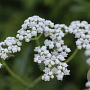 Parthenium integrifolium GM P9
