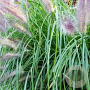Pennisetum massaicum GM P9