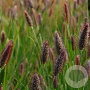 Pennisetum thunbergii 'Red Buttons' GM P9