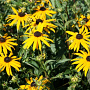 Rudbeckia fulgida 'City Garden' GM 2,0L
