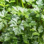 Petroselinum crispum neapolitanum GM P9 Chemievrij