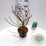 Salix Sekka 30-40 cm 3,0L