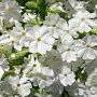 Phlox (S) 'Maischnee' GM P9 Chemievrij