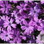Phlox (S) 'Purple Beauty' GM P9 Chemievrij