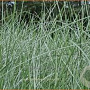 Poa labillardierei 'Glauca' GM P9