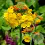 Primula bulleyana GM P9 Chemievrij