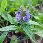 Prunella vulgaris GM P9 Chemievrij