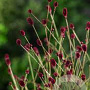 Sanguisorba officinalis 'Tanna' GM P9