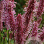 Sanguisorba 'Blackthorn' GM P9 Chemievrij