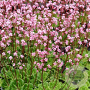 Saxifraga umbrosa 'ClarenceElliott' GM P9