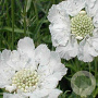 Scabiosa cauc. 'Alba' GM P9