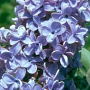 Syringa vulgaris 'President Grevy' 10-12 HO 35L