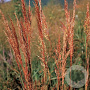 Sorghastrum n. 'Indian Steel' GM P9 Chemievrij