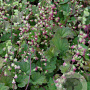 Tellima grandiflora 'Rubra' GM P9 Chemievrij