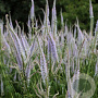 Veronicastrum virginicum 'Lavendelturm' GM 2,0L