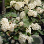 Viburnum plicatum 'Rotundifolium' 30-40 cm 3,0L
