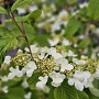 Viburnum plicatum 'St Keverne' 100-125 cm 20L