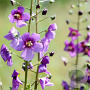 Verbascum phoeniceum GM P9 Chemievrij