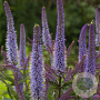 Veronicastrum virg. 'Cupid' GM P9
