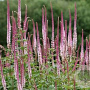 Veronicastrum virg. 'Red Arrows' GM P9 Chemievrij