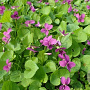 Viola sororia 'Rubra' GM P9 Chemievrij