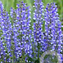 Salvia 'Azure Snow' GM P9 Chemievrij