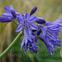 Agapanthus 'Northern Star' GM P9