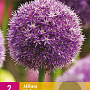 Allium 'Globemaster' GM P9 Chemievrij