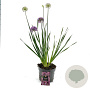 Allium 'Millenium' GM P9 Chemievrij