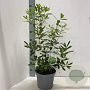 Arbutus unedo 'Rubra' 70 cm 2,0L