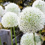 Allium stipitatum 'White Giant' GM P9 Chemievrij