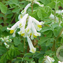 Corydalis ochroleuca GM P9