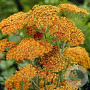 Achillea millefolium 'Terracotta' GM P9 Chemievrij