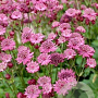 Astrantia major 'Cerise Button' GM P9