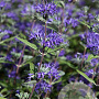 Caryopteris cland. 'Heavenly Blue' GM P9