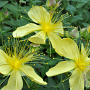 Hypericum olymp. 'Citrinum' GM P9