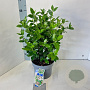 Viburnum tinus 30-40 cm 5,0L