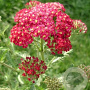 Achillea m. 'Red Velvet' GM P9