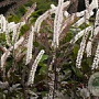 Actaea simp. 'Brunette' GM P9