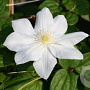 Clematis 'Mevrouw Le Coultre' 80-100 cm 2,5L