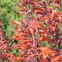 Agastache 'Firebird' GM P9