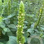 Agastache nepetoides GM P9