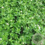 Asperula taurina GM P9
