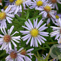 Aster (D) 'Zwergenhimmel' GM P9