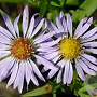Aster (D) 'Zwergenhimmel' GM P9