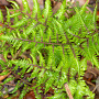 Athyrium niponicum 'Red Beauty' GM P9
